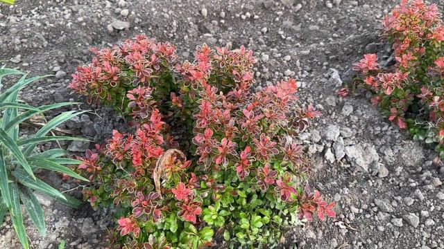 Барбарис тунберга Адмирейшн в Егорьевском питомнике Никитенко Александра смотреть онлайн