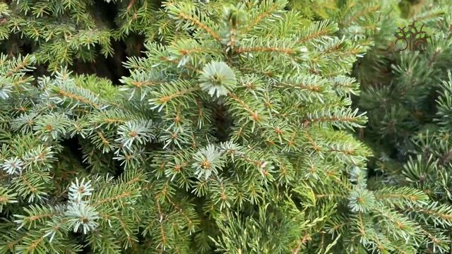 Ель сербская Нана (Nana). Обзор смотреть онлайн