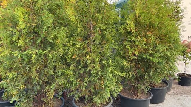 Осенний обзор Хвойных в Егорьевском питомнике Никитенко Александра смотреть онлайн