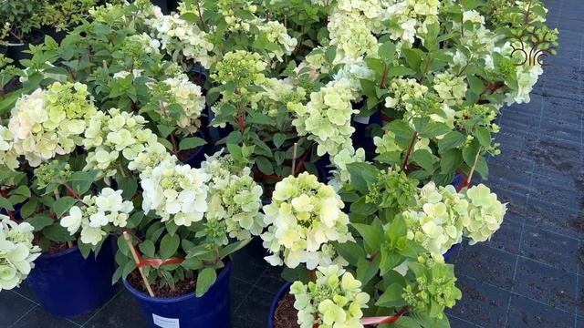 Обновленный ассортимент гортензий в Егорьевском питомнике Никитенко Александра смотреть онлайн