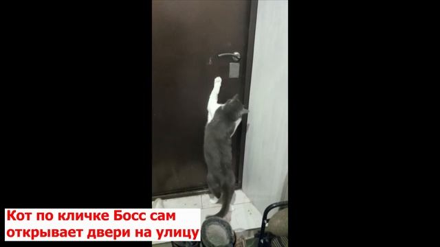 Наш кот по кличке Босс сам открывает двери, дергая за дверную ручку) смотреть онлайн