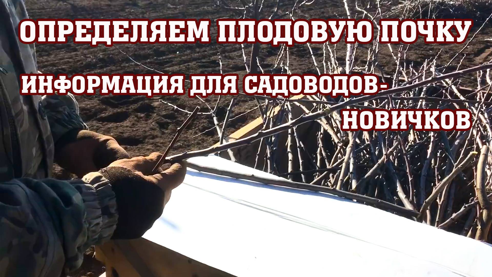 Информация для садоводов-новичков!!! Определяем плодовую почку смотреть онлайн