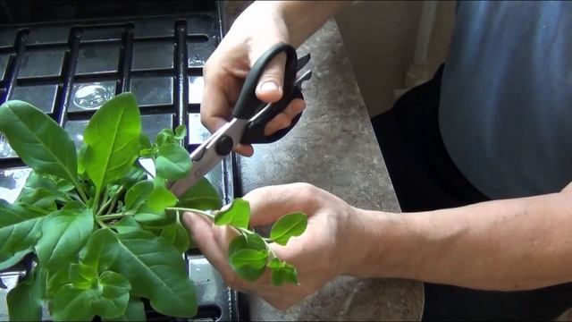 Формируем кустики петунии смотреть онлайн