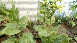 МАХОРКА ДЕРЕВЕНСКАЯ. (выращивание...уход... сушка...