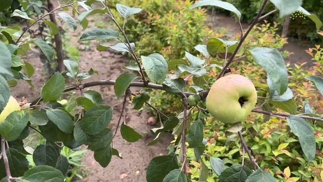 Летнее или осеннее цветение плодовых деревьев. Что делать? смотреть онлайн