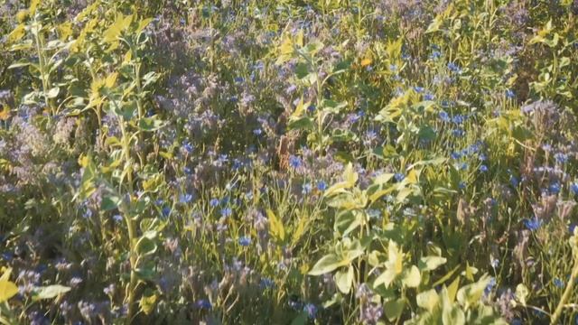Biodiversitätsstärkungsgesetz - gemeinsam für mehr Artenschutz смотреть онлайн
