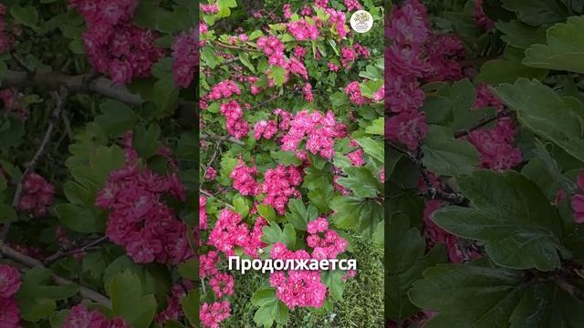 Самый красивый боярышник Пауль Скарлет #shorts #сад #дача #огород смотреть онлайн