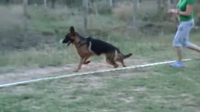 REMO VON DER STADT TIRA отец VA Uz vom Schloss Weitmar, мать VA LOLA VOM HAUS AVANTI смотреть онлайн