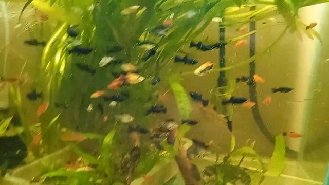 Обзор аквариумы 14 шт. смотреть онлайн