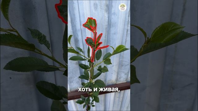 Летняя обрезка с Агрономом питомника #shorts #огород #дача #сад #обрезка смотреть онлайн