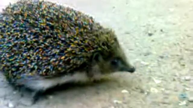 Ёж в городе - Hedgehog in the city смотреть онлайн