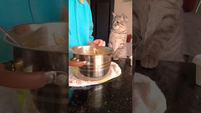 Кото контроль 😁😁😁 #shorts смотреть онлайн