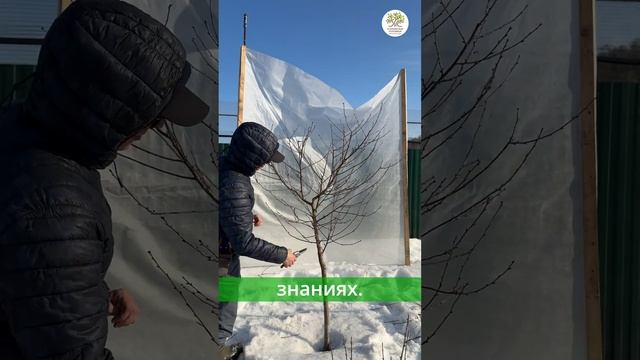 Весенняя обрезка вишни за 1 минуту #shorts смотреть онлайн