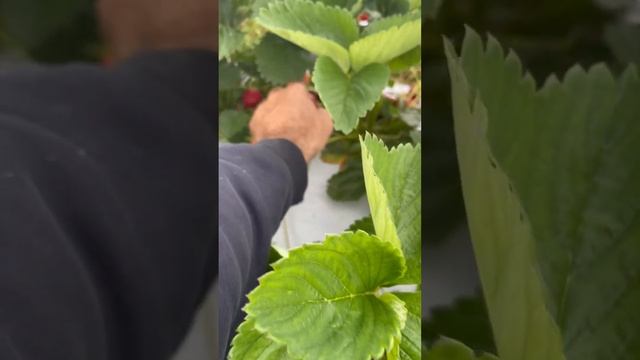 Американская фермерская клубника #сша #иммиграция #russianamerica смотреть онлайн