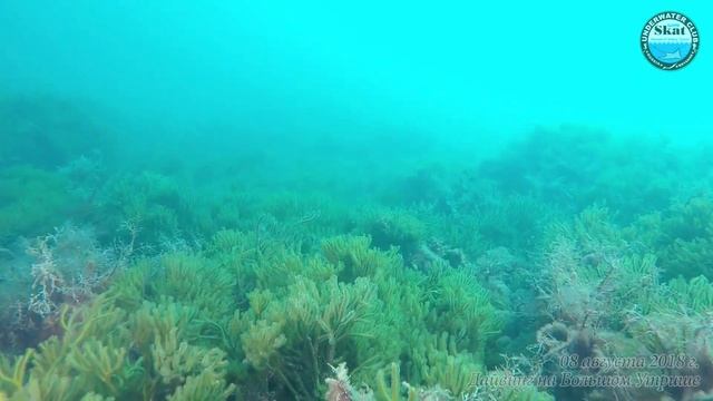 2018_08_08 - Дайвинг на Большом Утрише смотреть онлайн