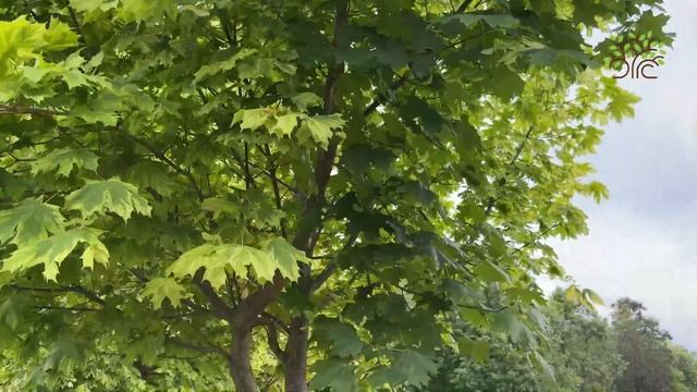 Клен остролистный Друммонди (Drummondii). Обзор от Агронома Егорьевского питомника смотреть онлайн