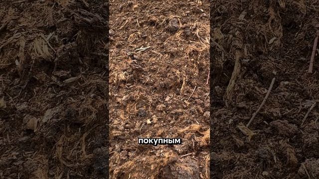 Почему голубика не дает плоды!? #shorts #огород #сад #голубика смотреть онлайн