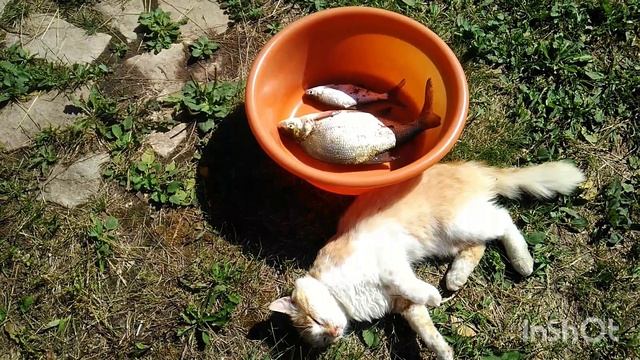 Рыбалка в тазу.