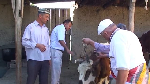 Molbozor Hangomalari Hangomalari Afandi SHAY