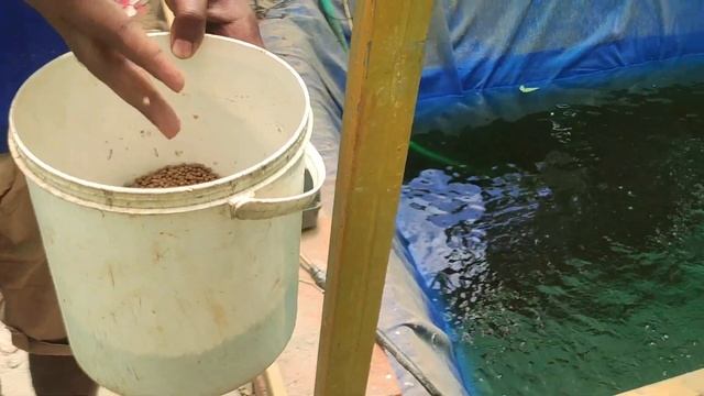Fish Farm / ഫിഷ് ഫാം / മത്സ്യ കൃഷിയിലൂടെ വൻ ലാഭം നേടാം смотреть онлайн