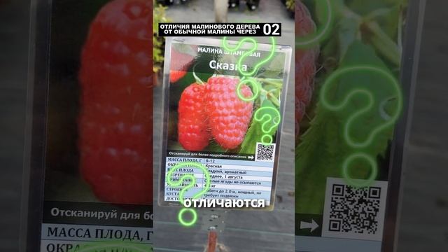 Что такое МАЛИНОВОЕ ДЕРЕВО на самом деле? смотреть онлайн