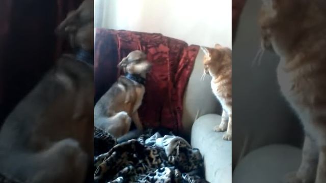 Кот избивает собаку смотреть онлайн