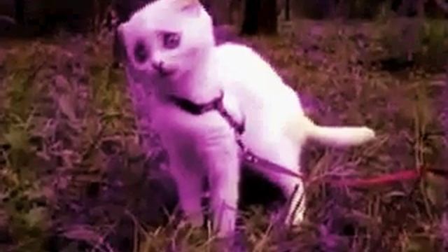 Котэ дверь мне запили Видеоответ смотреть онлайн