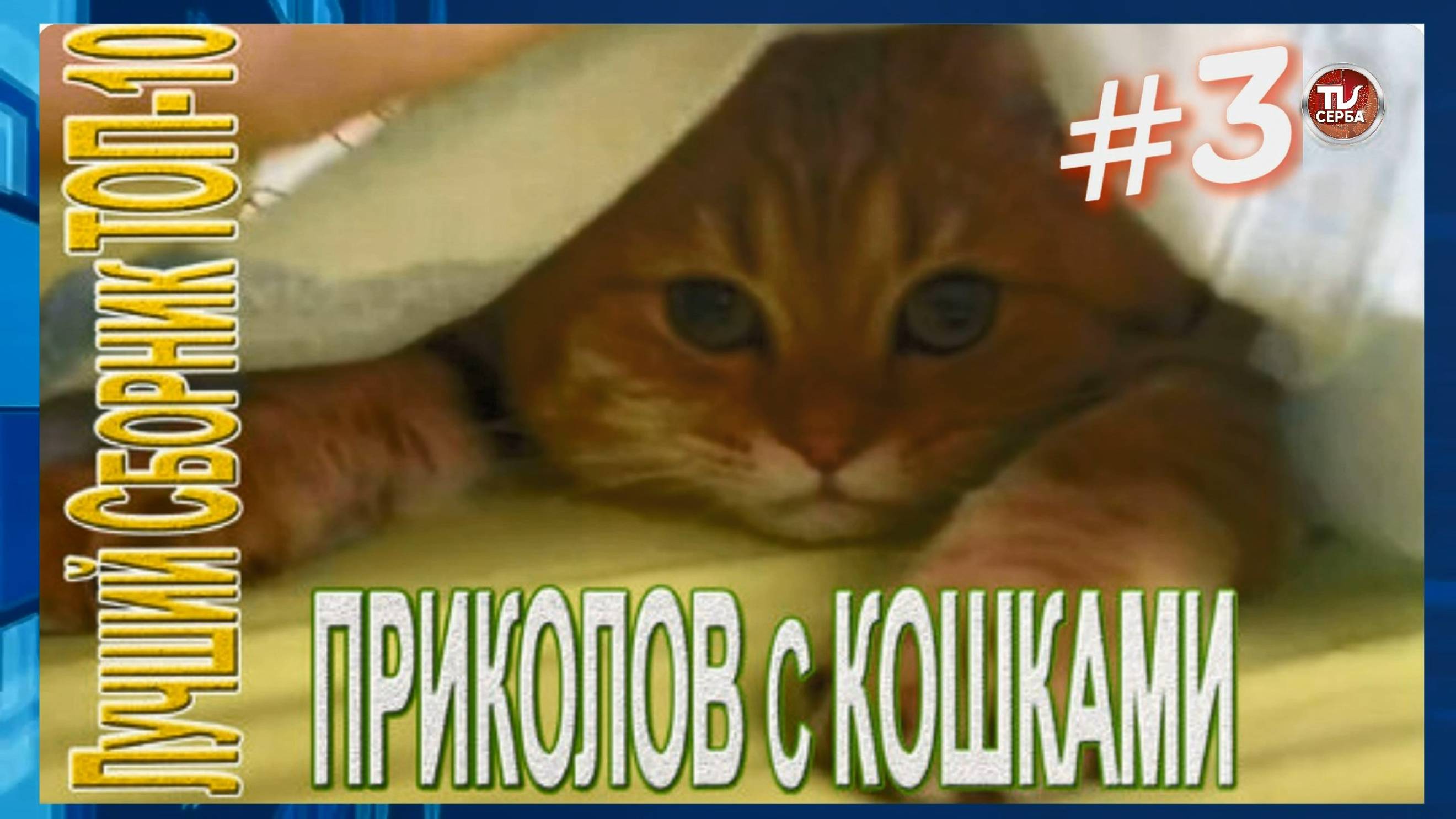 Топ-10 ПРИКОЛОВ с КОШКАМИ 🐱 СМЕШНЫЕ КОШКИ 😂 ЛУЧШИЕ ПРИКОЛЫ С КОТАМИ (3 часть) смотреть онлайн