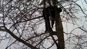 Чел повесился на дереве Fail 5