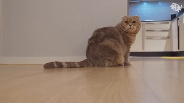 고양이 이즈가 귀여워서 발톱 못 깎겠어요 смотреть онлайн