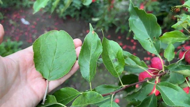 Обзор яблони Китайка Долго в Егорьевском питомнике Никитенко Александра смотреть онлайн