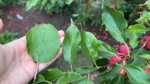 Обзор яблони Китайка Долго в Егорьевском питомнике Никитенко Александра