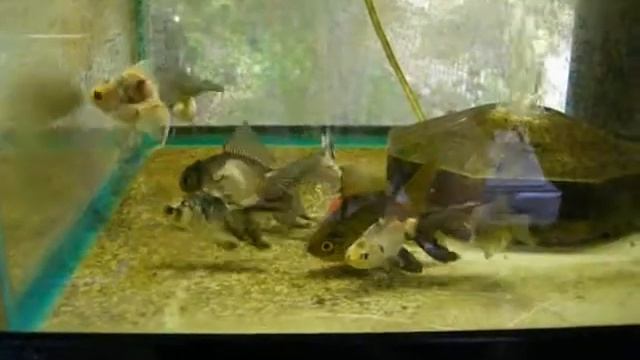 2014/9/7　新着魚のご紹介です　КАЦУМИ шоутен смотреть онлайн