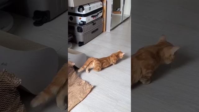 🐈 Котики 💖🤣👍
#котяра #рыжийкот #кот #кошка #котики #котята #кошечки