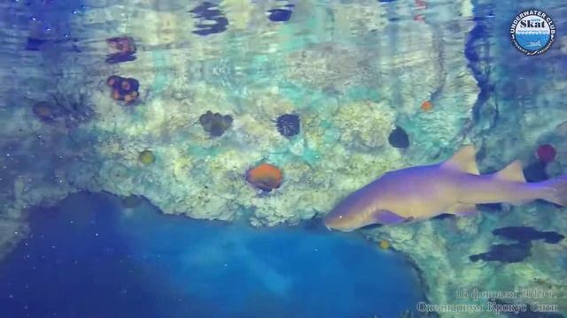 2019_02_16 - Дайвинг с клубом СКАТ в океанариуме Крокус Сити смотреть онлайн