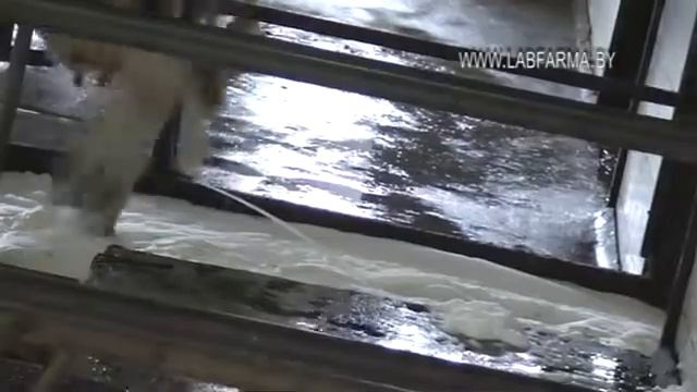 Видео применения пены Артиосепт для обработки копыт КРС
