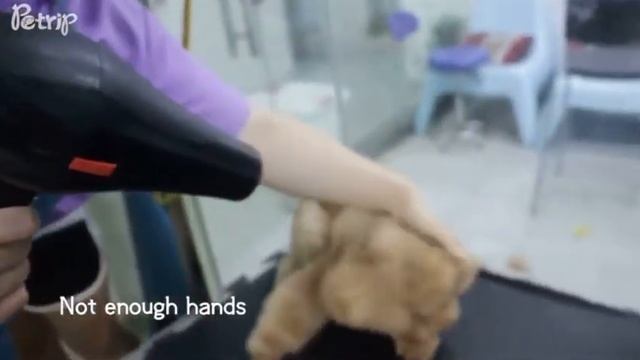 Pet grooming dryer смотреть онлайн