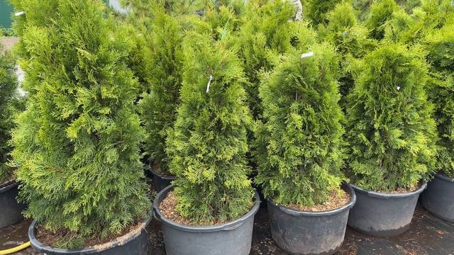 Осенние работы в саду от агронома Егорьевского питомника Никитенко Александра. Часть 1 смотреть онлайн