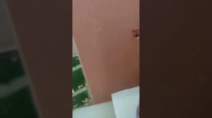 леший 2 ( leshiy 2) по свинье