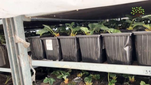 Зимнее хранение саженцев клубники в Егорьевском питомнике Никитенко Александра смотреть онлайн