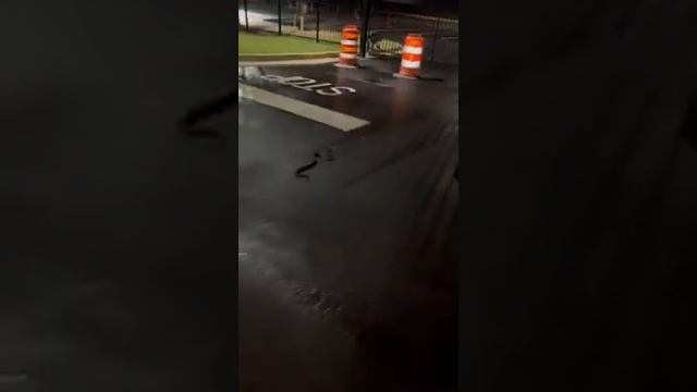 Змея против иммигранта. Опасная работа смотреть онлайн