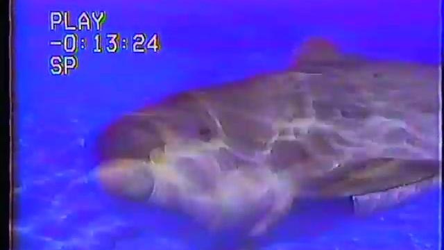 The Erotic Heritage Museum movement #2 :: Gods Present Foil Quake to Dolphin People call now смотреть онлайн