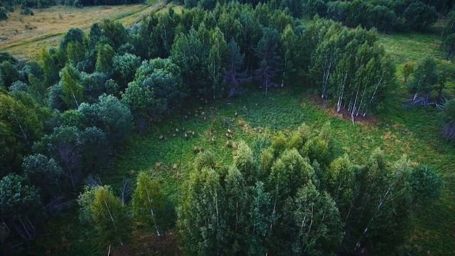 ПЛАНЕТА КОСТРОМА с Ириной Пудовой смотреть онлайн