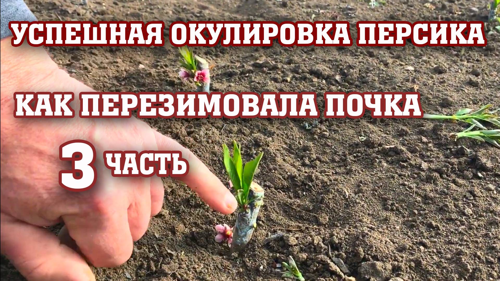 Успешная окулировка персика ⧸ Как перезимовала почка ？ смотреть онлайн