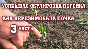 Успешная окулировка персика ⧸ Как перезимовала почка ？