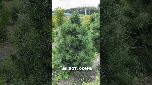 ПОЧЕМУ ЖЕЛТЕЕТ СОСНА В АВГУСТЕ!? Неужели умирает? смотреть онлайн