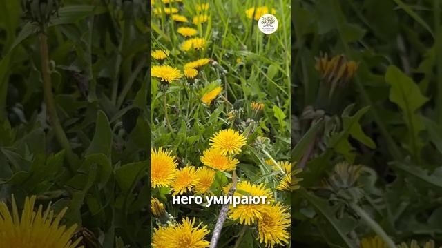 Ошибка при использовании гербицидов #shorts #сад #дача #газон смотреть онлайн