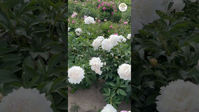 Цветение пионов в поле Питомника #shorts #огород #дача #сад #пионы смотреть онлайн