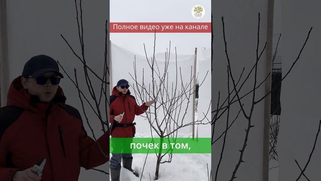 Весенняя обрезка груши подробно #shorts смотреть онлайн