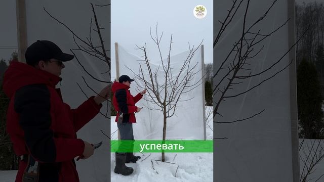 Когда обрезать плодовые деревья #shorts смотреть онлайн